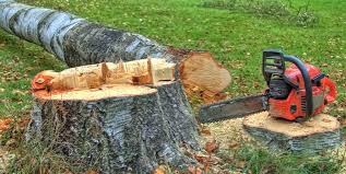 Best Storm Damage Tree Cleanup  in Schertz, TX