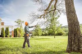 Reliable Schertz, TX Tree Removal Solutions