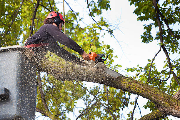How Our Tree Care Process Works  in  Schertz, TX